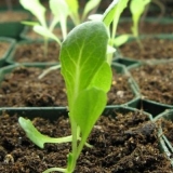 Kada saditi salatu na otvorenom u proljeće